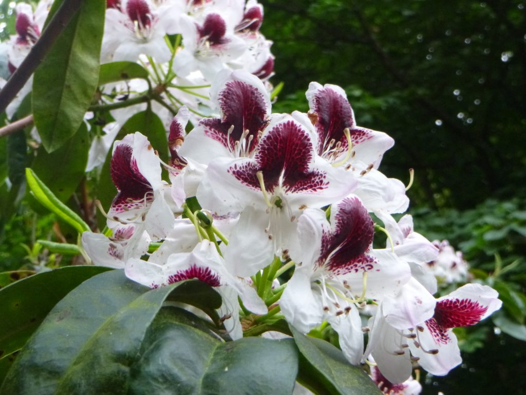 Spray of purple and white rhododendrons taken in Sheringham Park, Norfolk