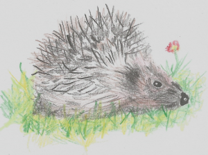 Sketch of a hedgehog in coloured pencil