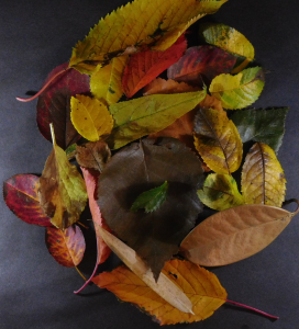 A pattern made from Autumn leaves