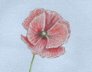 Coloured sketch of a poppy