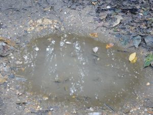 Photograph of a puddle