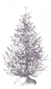 Pencil sketch of a fir tree