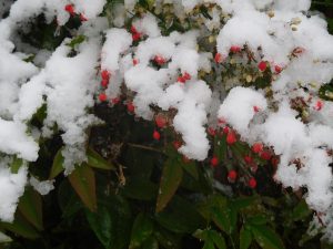 Photograph of a bush with berries and snow