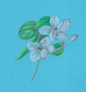 A coloured pencil sketch of two blossom flowers and leaves