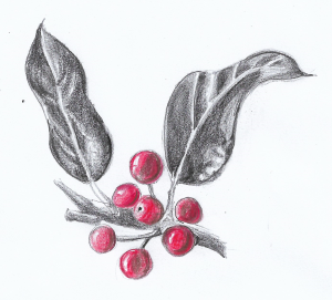 Pencil sketch in grey and red of holly leaves and berries