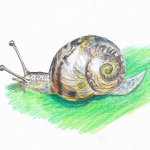 A coloured drawing of a snail