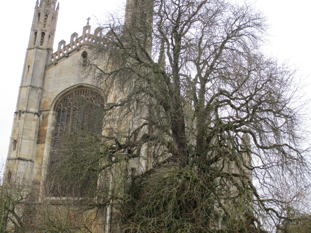 Photgraph of King's College chapel with tree