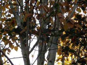 silverbirch3